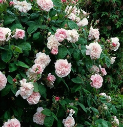 Fantin Latour - comprar online