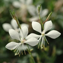 Gaura Blanca