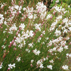 Gaura Blanca en internet