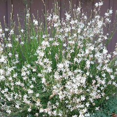 Gaura Blanca - comprar online