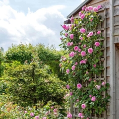 Gertrude Jekyll (trepador)