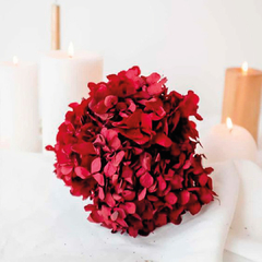 Vara de Hortensia Roja