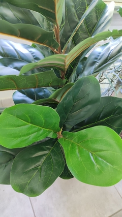 Ficus Pandurata Artificial en internet