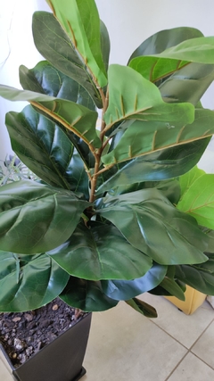 Ficus Pandurata Artificial - comprar online