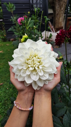 Dahlia Snow White