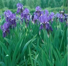 Lirio Azul