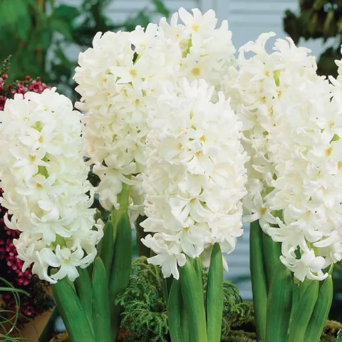 Jacinto en maceta (importado de Holanda)