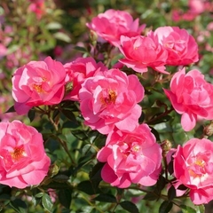Jardín de France