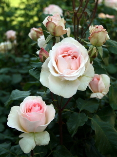 Johann Strauss ® - comprar online