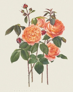 Lámina Lady Of Shalot, David Austin - comprar online