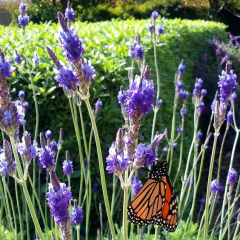Lavanda Multifida - comprar online
