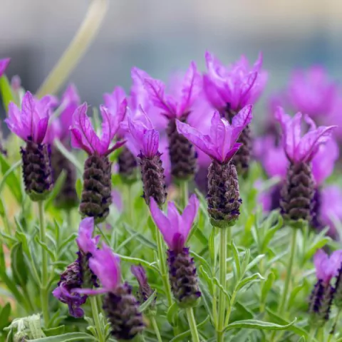 Lavanda Stoecha