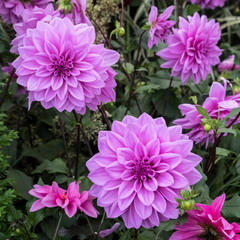 Dahlia Lilac Time (bulbo)