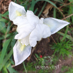 Lirio Blanco