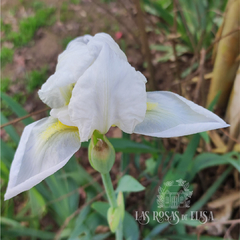 Lirio Blanco - comprar online