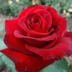Lovely Red - comprar online