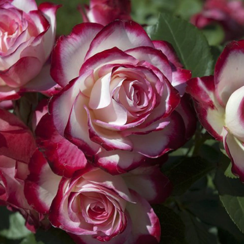 JUBILE DU PRINCE DE MONACO®