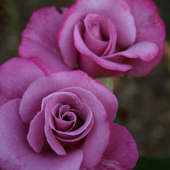 Mauve Melodee