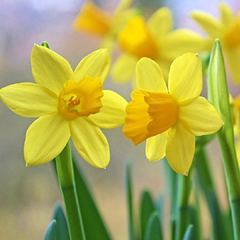 Bulbos de Narciso