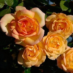 Parure D'or