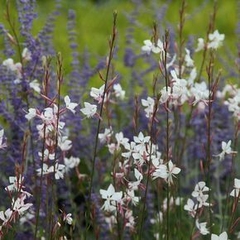 Perovskia (salvia rusa) - comprar online