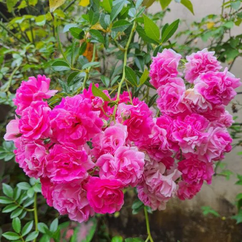 Rosa Rococo Fucsia
