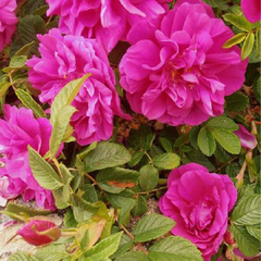 Rosa Rugosa "Hansa" - comprar online