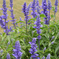 Salvia farinácea