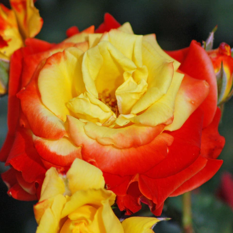 Floribunda Samba