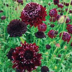 Plantin de scabiosa