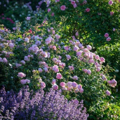 Scepter ´D Isle en internet