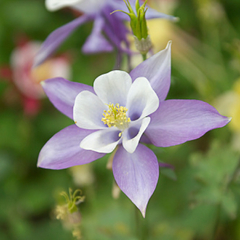AQUILEGIAS - Mix de color (semillas)