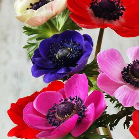 Anémonas x 10