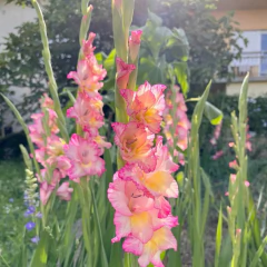 Gladiolo Pricsilla x5 - comprar online