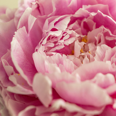 Rizoma Peonías Rosa, Dr. Fleming