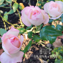 Tourmaline ® - comprar online