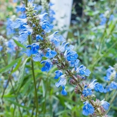 Salvia Uliginosa