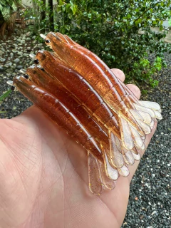 CAMARÃO LUNE 8CM - loja online