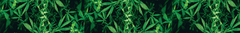 Banner de la categoría Insecticidas y Fungicidas