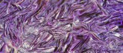 Banner da categoria Charoíta