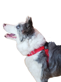 Pretal Sport en internet