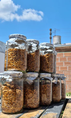 Sustrato Avena Esterilizada