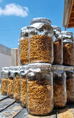 Sustrato Avena Esterilizada - comprar online