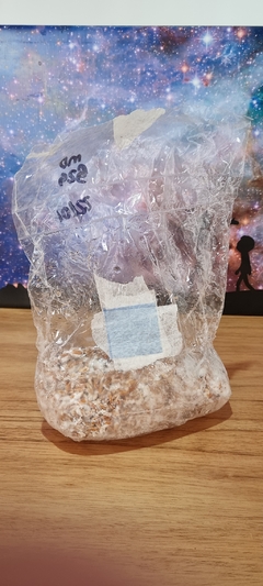 Kit Bolsa RAPIDO 30 dias / Genetica Golden Teacher - comprar online