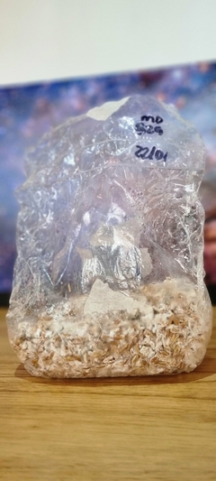 KIT 30 dias con INCUBADORA Gen. MEXICAN DUTCH - MundoFungi