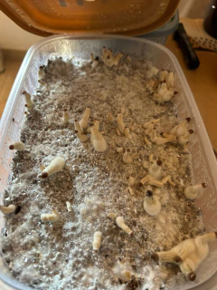 Kit Super Rapido B+ en internet