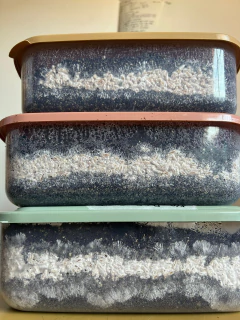 Kit Super Rapido B+ - tienda online