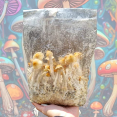 Kit Esencial Argentina/Cucumelo - comprar online