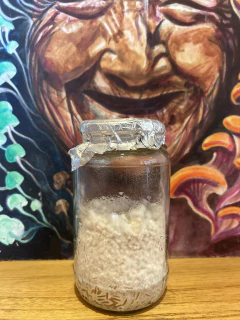 Kit Bolsa RAPIDO 30 dias / Genetica Golden Teacher en internet