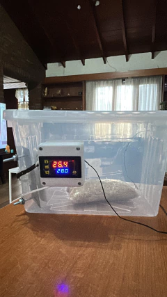 Incubadora Automatica + Kit Esencial 30g - MundoFungi